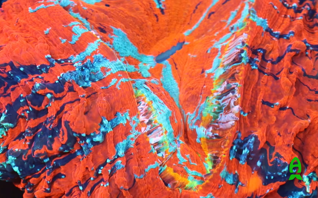 What is Reefs.com? MACNA 2020 Sponsor Video.