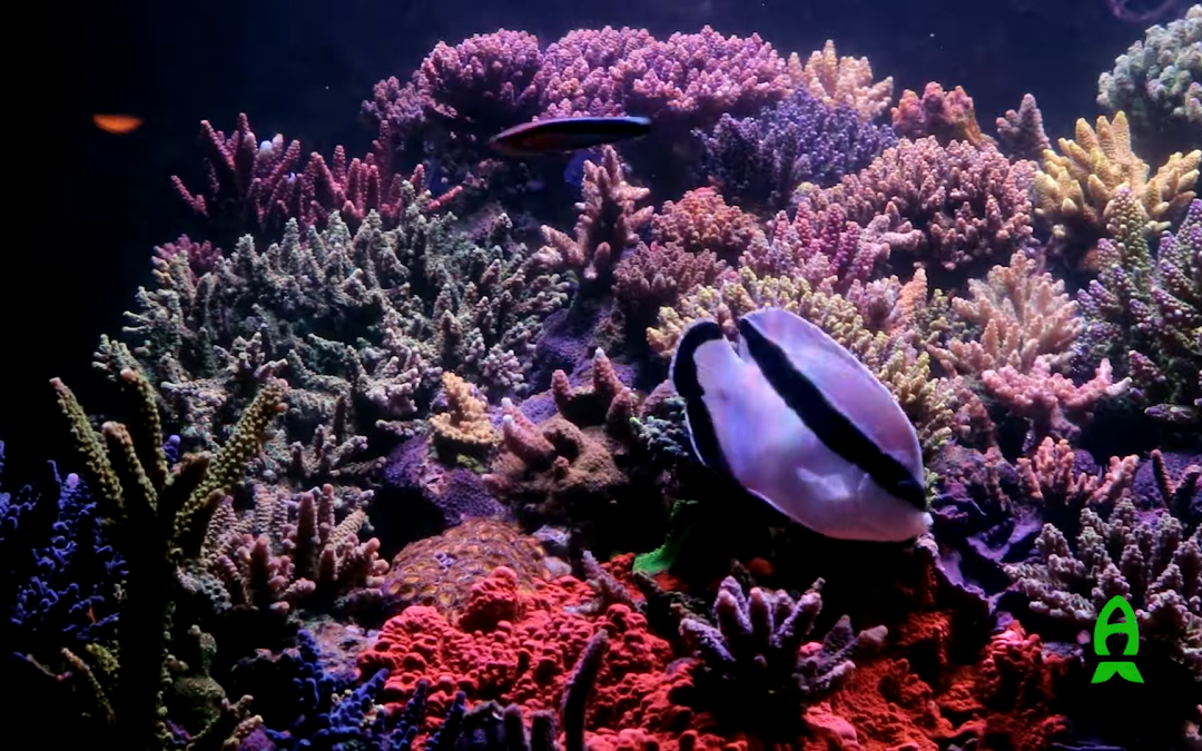 Reefs.com – Comprehensive review of Alkatronic