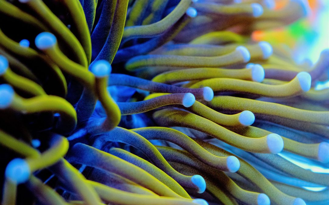 Let’s talk corals!  Euphyllia