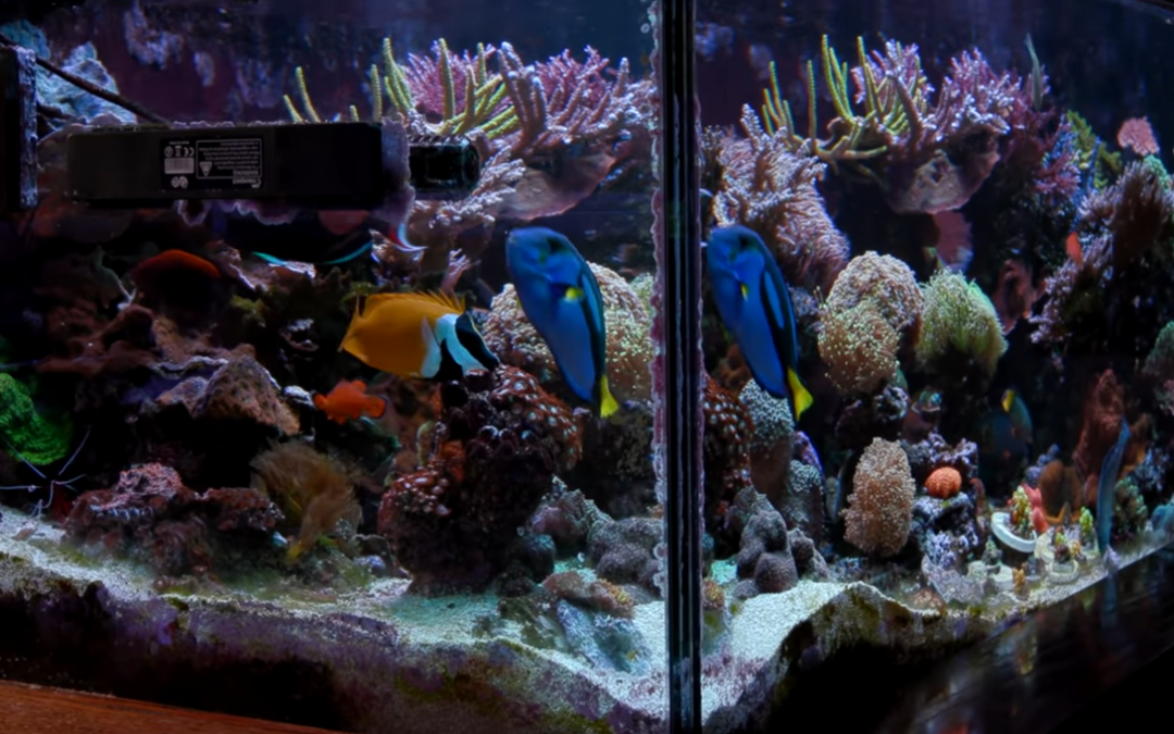 Top 5 Lessons from Moving Nathan’s Reef Aquarium