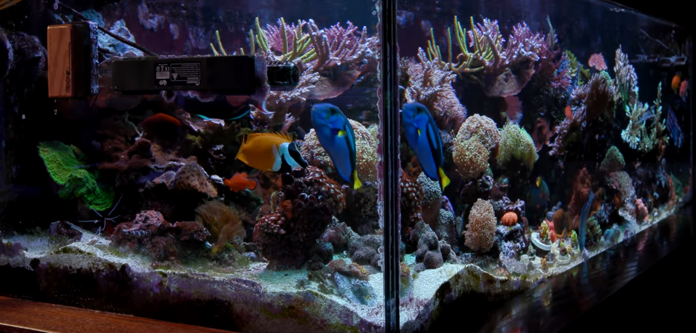 Top 5 Lessons from Moving Nathan’s Reef Aquarium