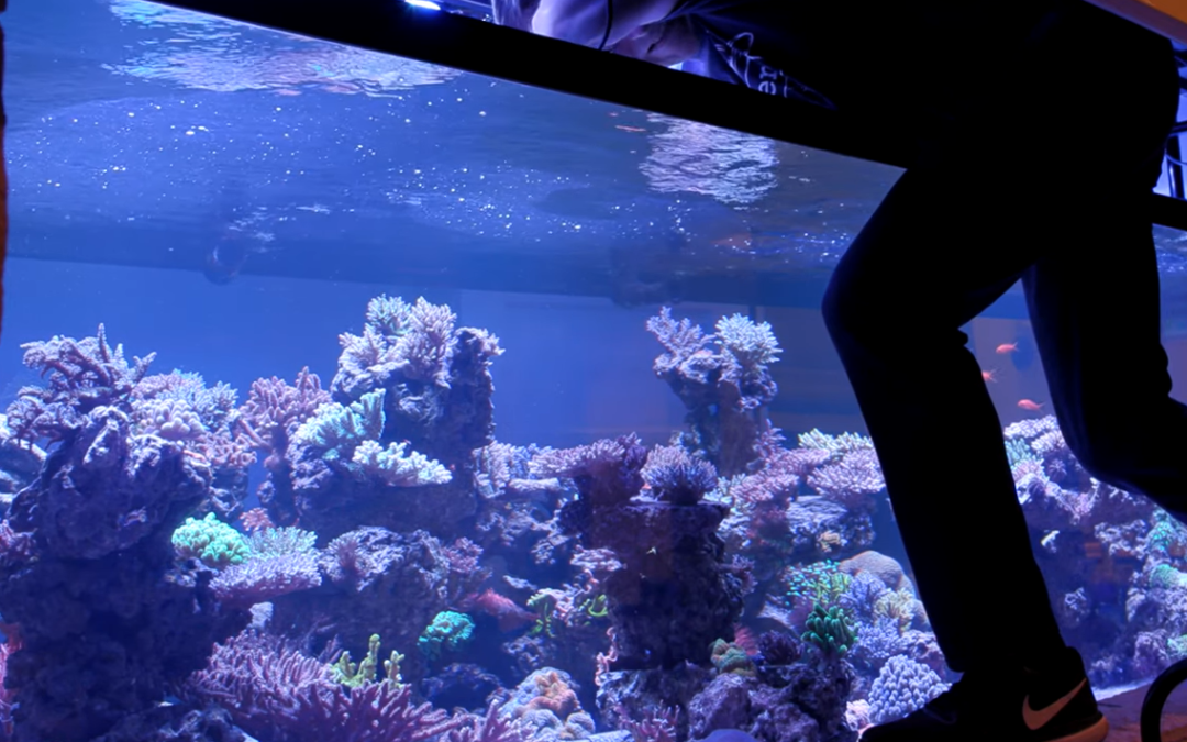 October 2020 Coral Farm Update