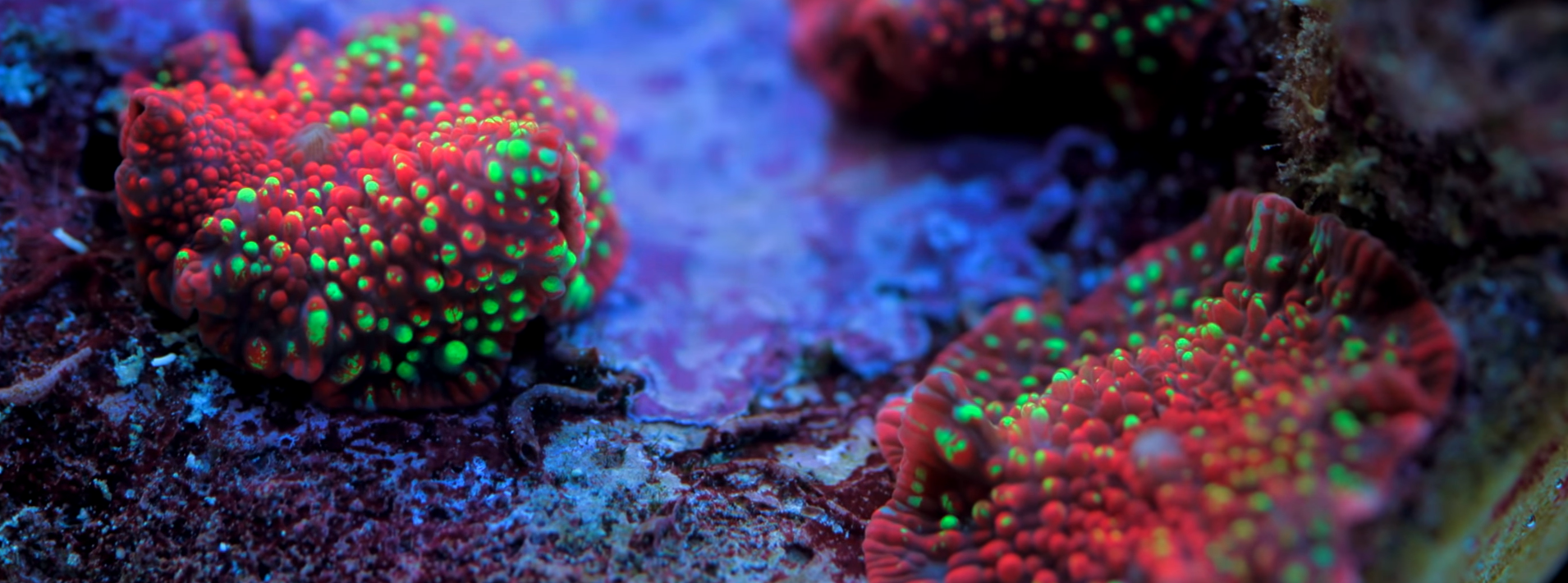 Top 5 Corals we LOVE to propagate at the coral farm