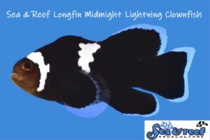 Check Out the New Longfin Midnight Lightning Clownfish from Sea & Reef