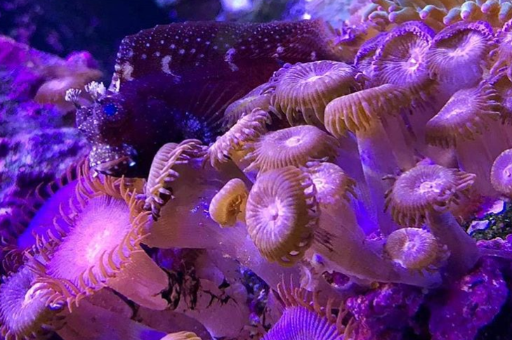 RNN Episode 137 – Reefing on the Go:  Livestreams with ReefDudes