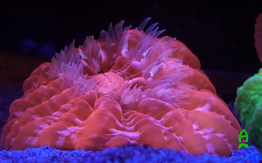 Checking out World Wide Coral’s “Corals, Cars, and Coffee”