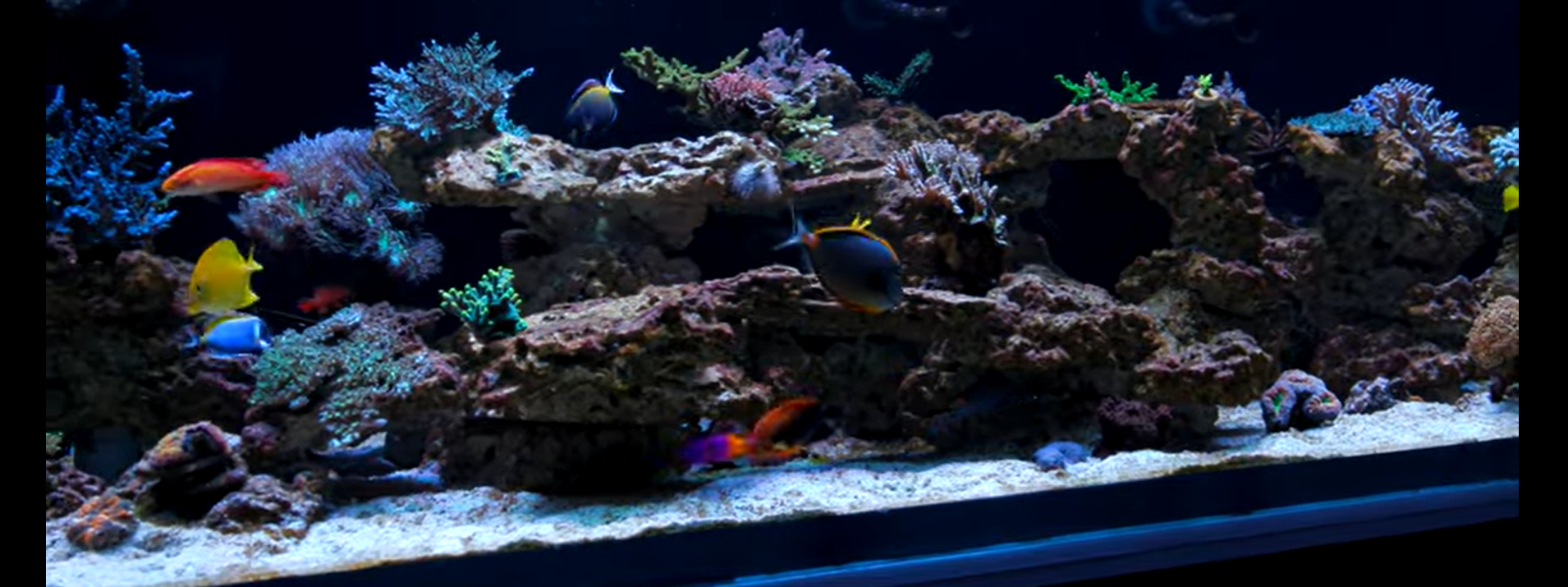 Conversation with Nathan about his new Reef Aquarium