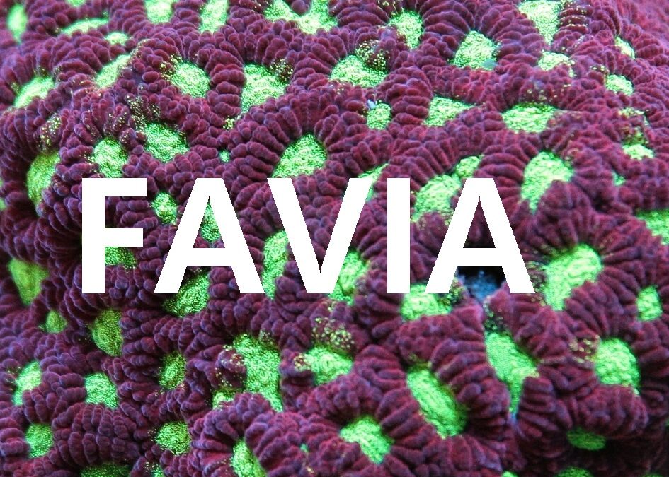 Let’s talk corals : Faviidae