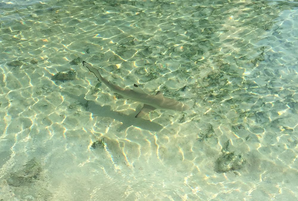 Climate change makes things even harder for sharks