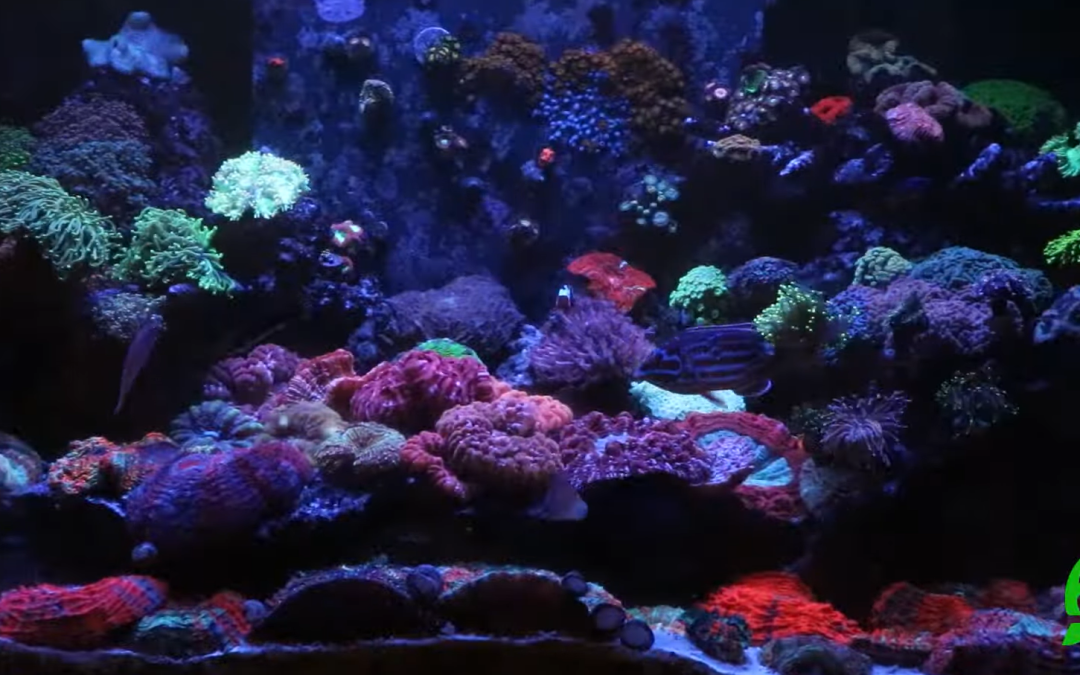 Tank Show Off! – ACI Aquaculture’s Extraordinary LPS Display