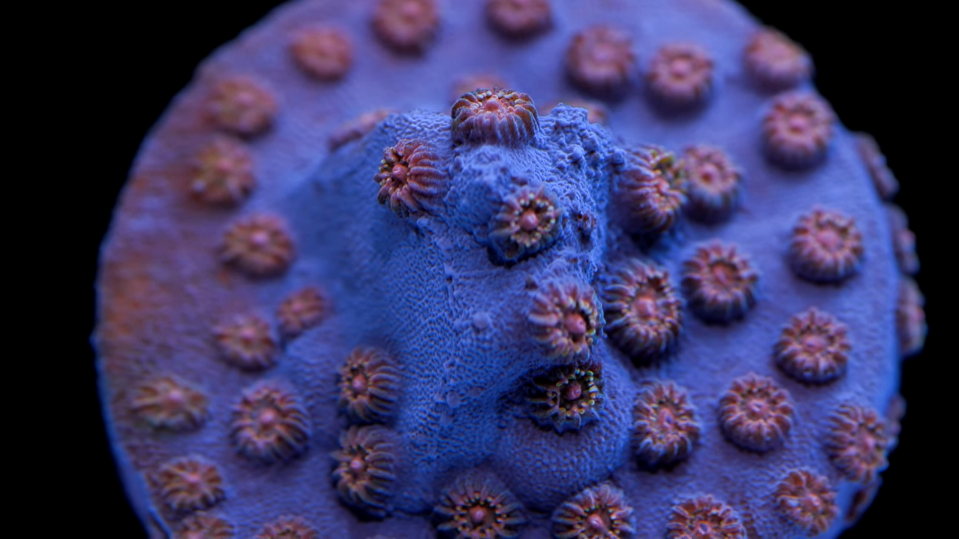 Cyphastrea Coral Care Tips