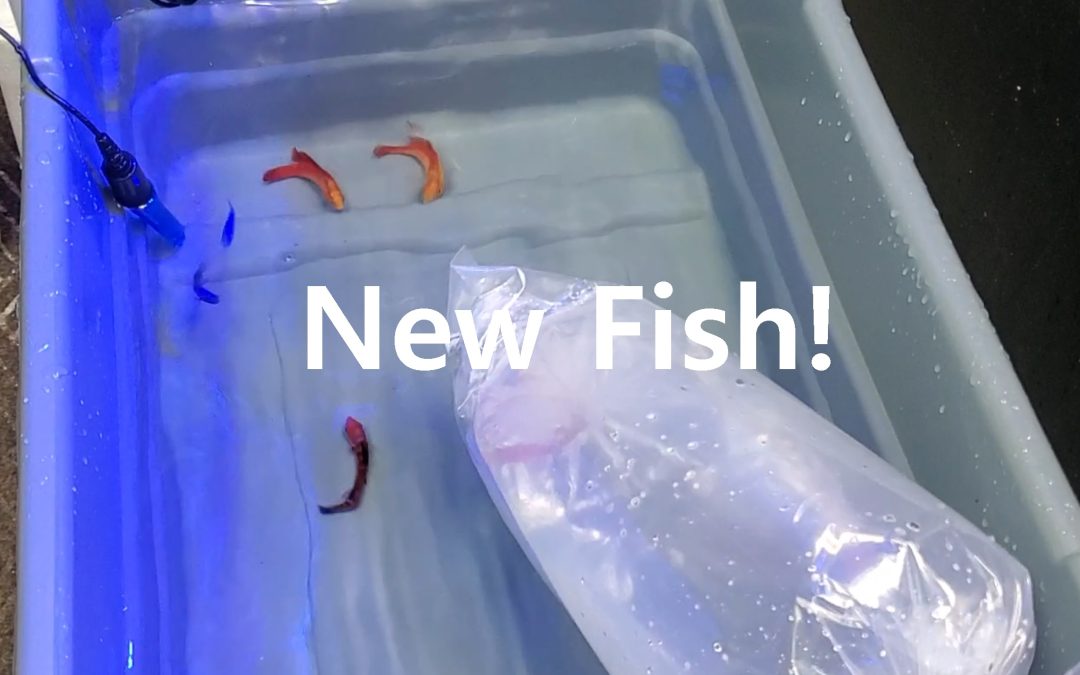 ELOS Tank update! New fish arrival from Carolina Aquatics and QT-ing them