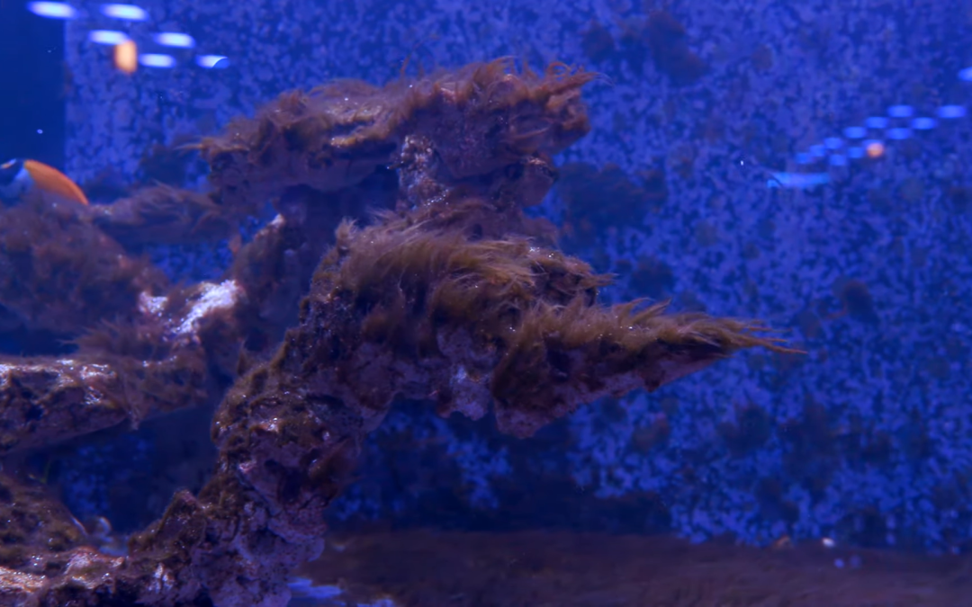 Dealing with Hair Algae in the SPS Show Tank – Episode 4