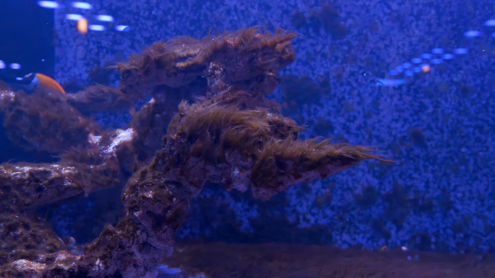 Dealing with Hair Algae in the SPS Show Tank – Episode 4
