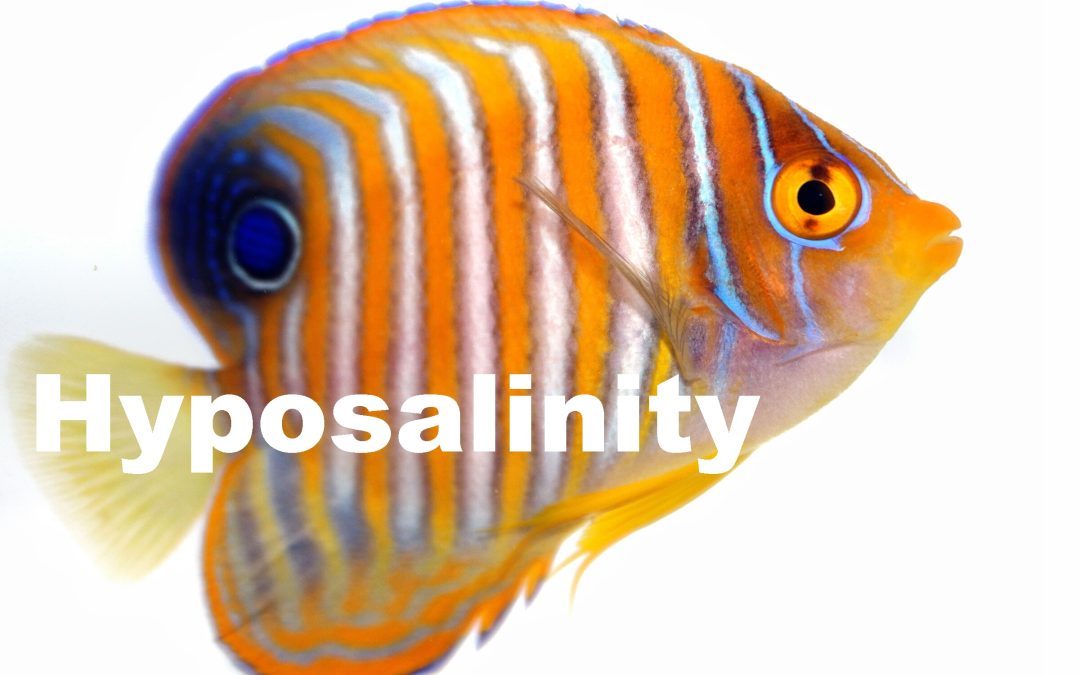 Revisiting Hyposalinity