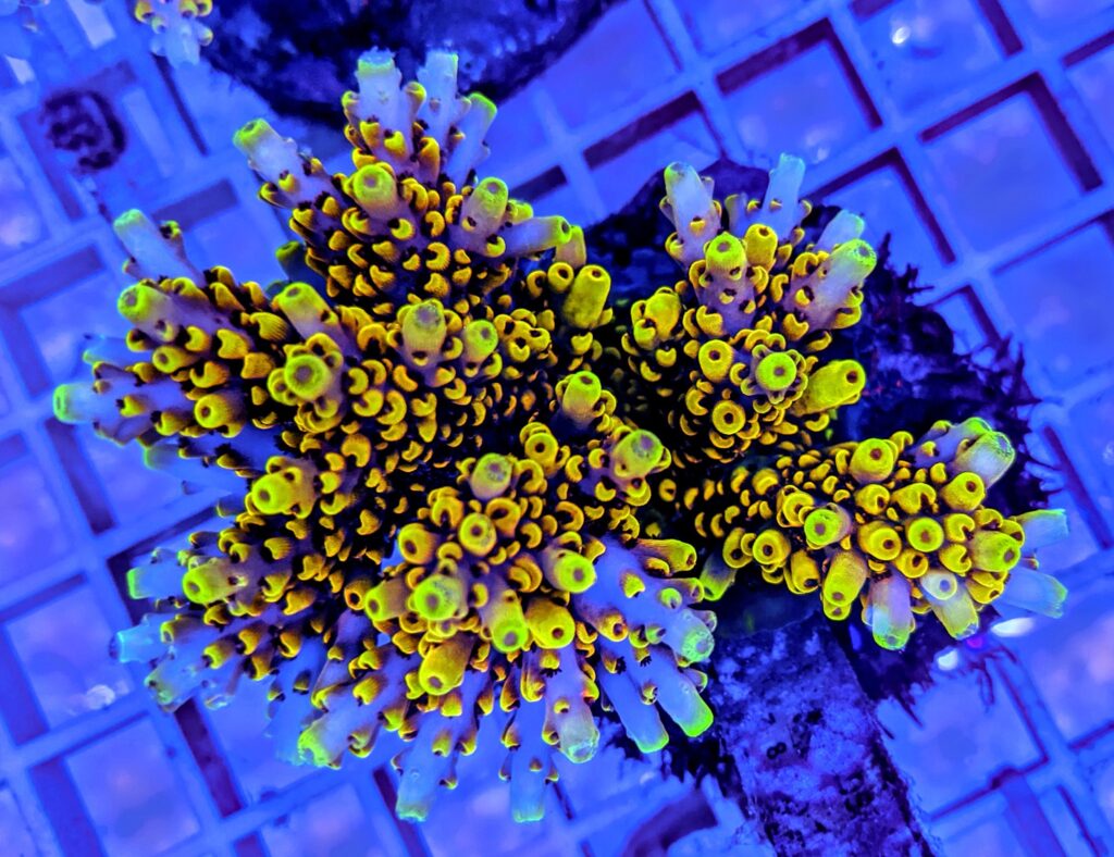 Bali Aquariums Continues to Stun us With Jaw Dropping Corals