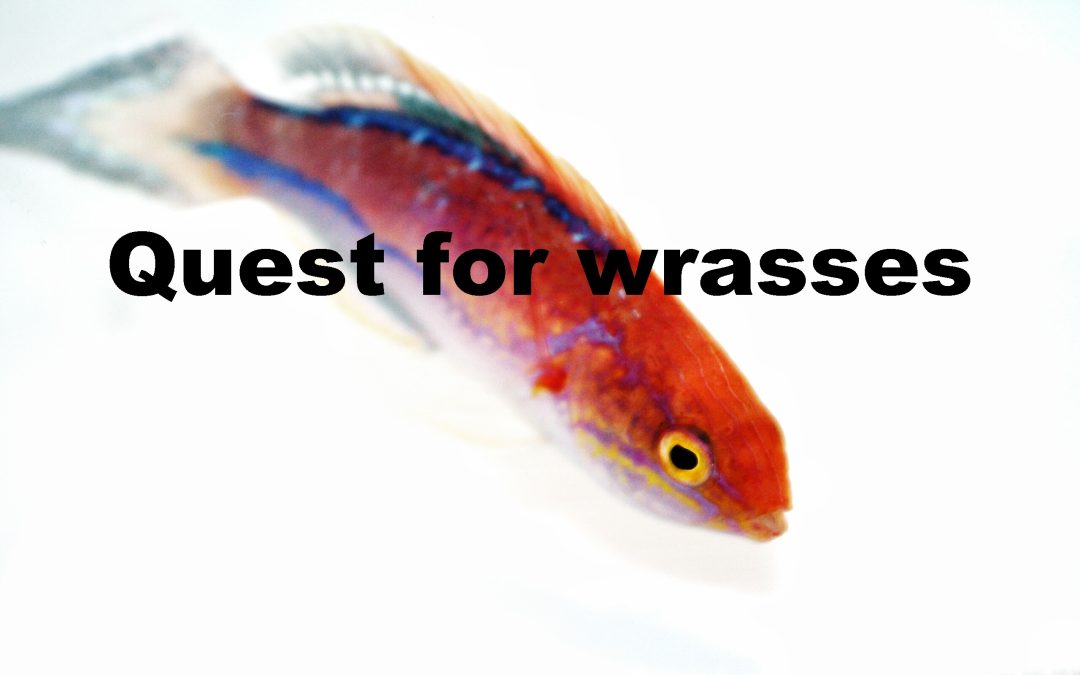 Vlog: Wrasse Hunt! Part 1