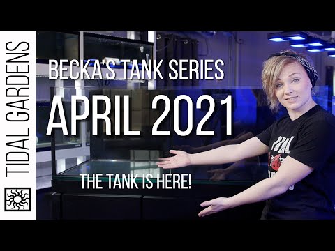 Quick Update on Becka’s Tank