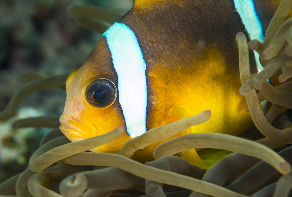 You might not realize this, but most things underwater are kinda brown
