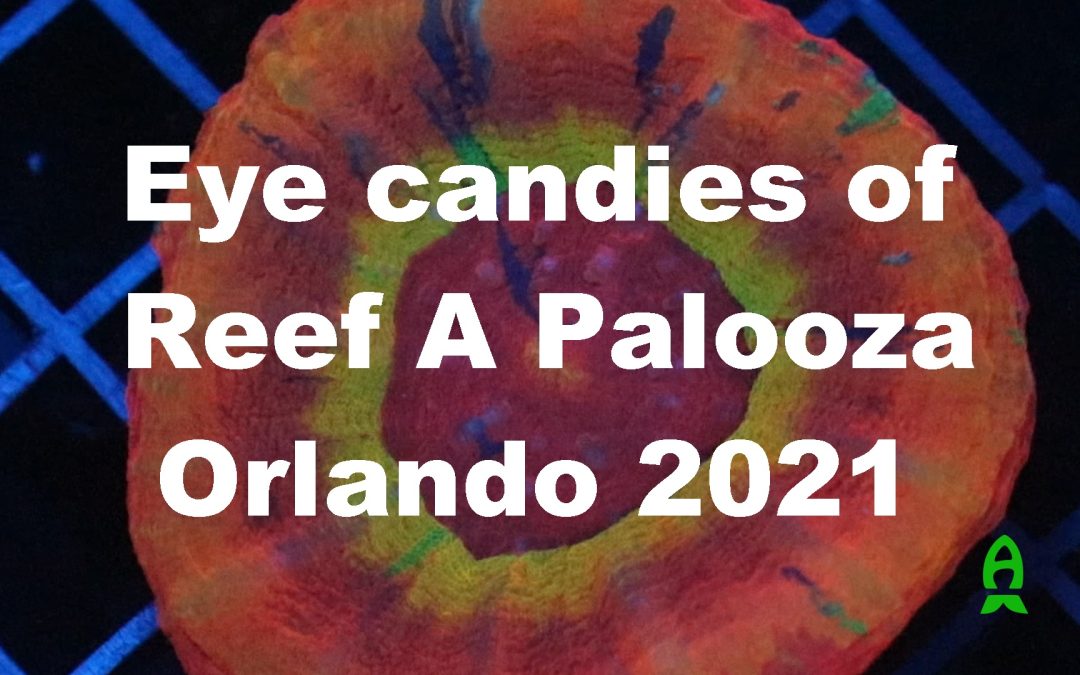 Reef A Palooza Orlando 2021 : Eye Candy Corals!