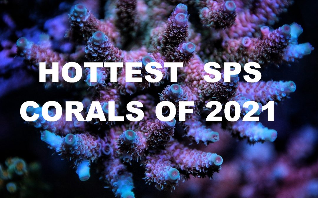 2021’s Hottest SPS corals! Personal perspectives from a serial SPS hoarder