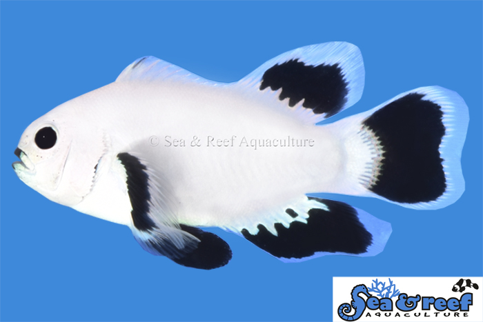 Sea And Reef Releases Longfin Snow Storm Clownfish for the First Time