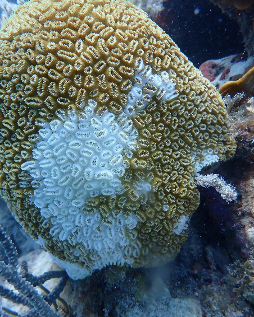 Stony Coral Tissue Loss Disease in Dry Tortugas National Park