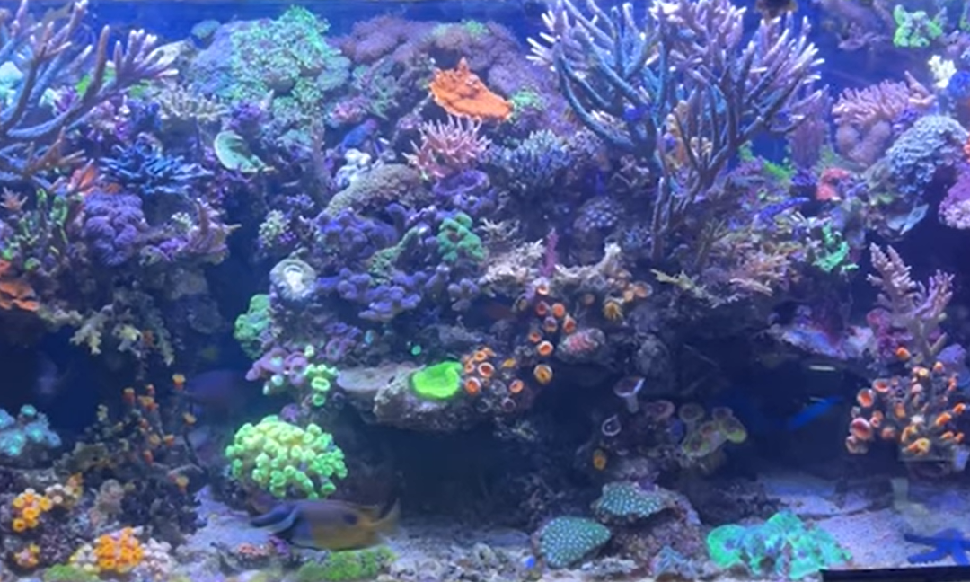 Reef Beef Episode 23 – Pray for Richard’s tank to explode