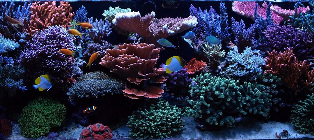 Why Reef Keeping Has Become Harder