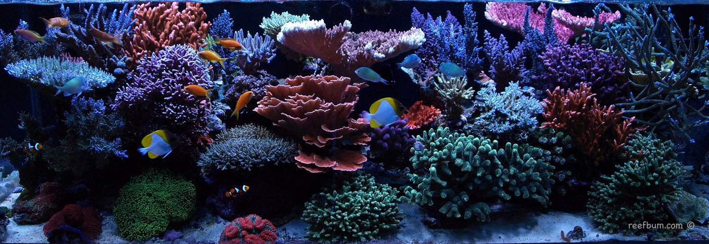 Why Reef Keeping Has Become Harder