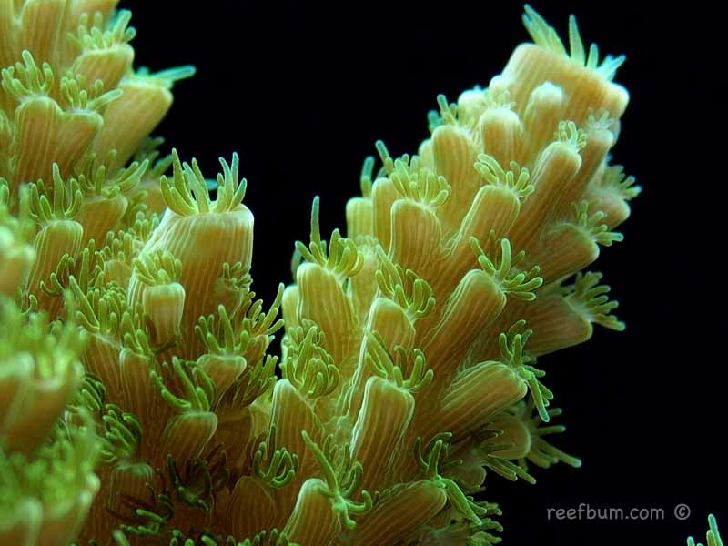 Top 5 Fastest Growing SPS Corals