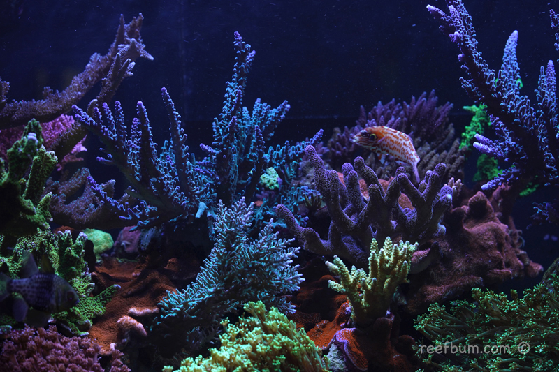 When Is It The Right Time to Reboot a Reef Tank?