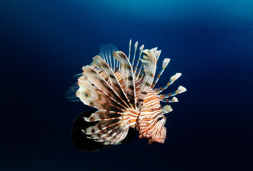 Lionfish in UK waters?