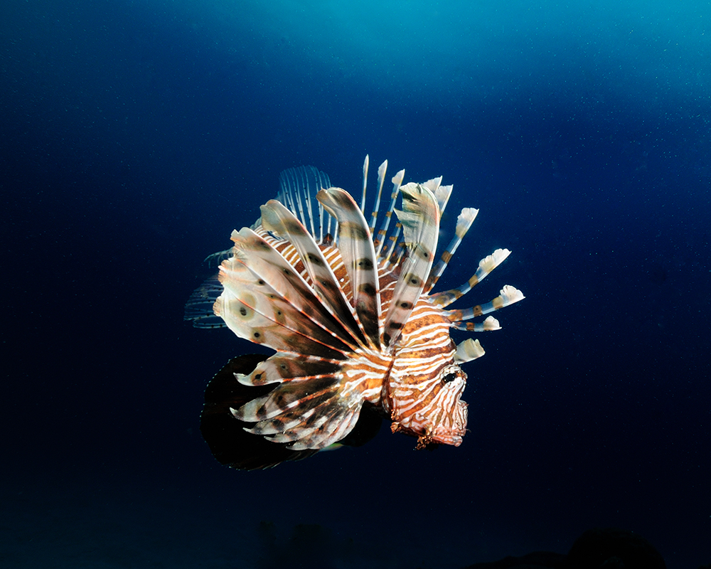 Lionfish in UK waters?