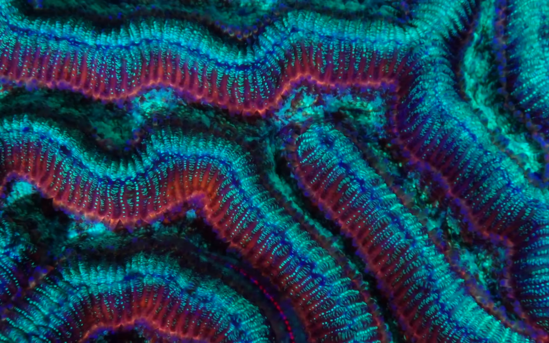 Coral City Fluorotour