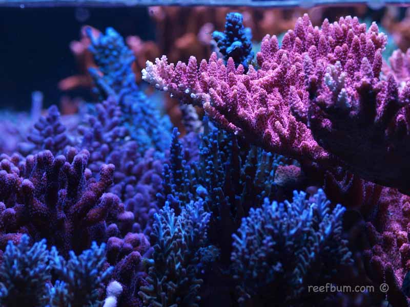 Top 5 Most Underrated (and CHEAP) SPS Corals