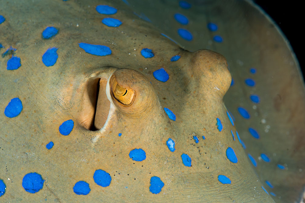 saltwater aquarium stingray