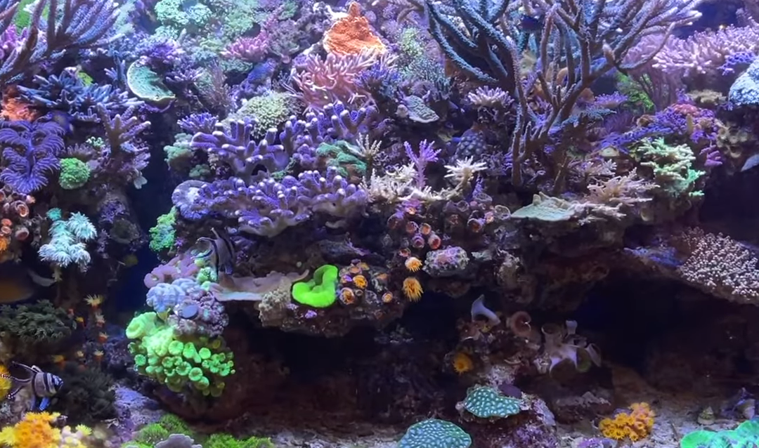 2 Minutes of Richard Ross’s Tank