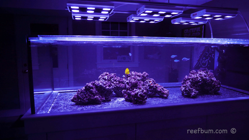 Nothing Good Happens Fast in a Reef Tank