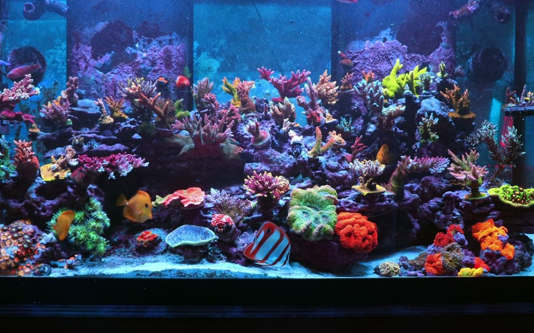 Coming Soon! Our own Josh Saul on ReefBum!