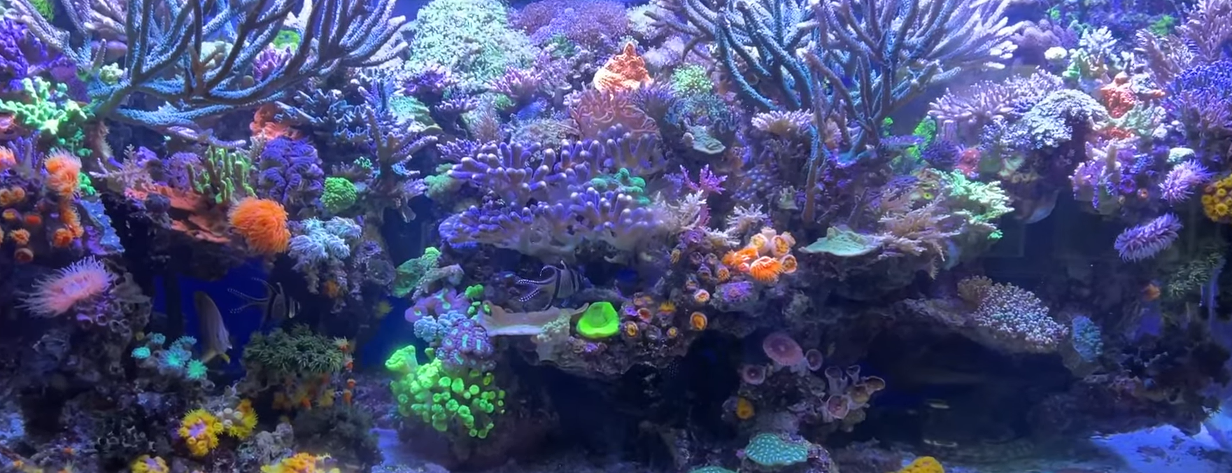 Rich Ross’s Home Reef Aquarium: Assessing and Planning for the Future.