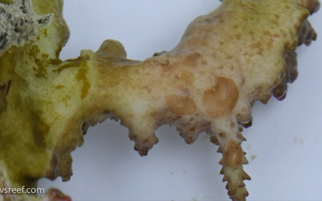 Reef Diary 135: An ugly discovery