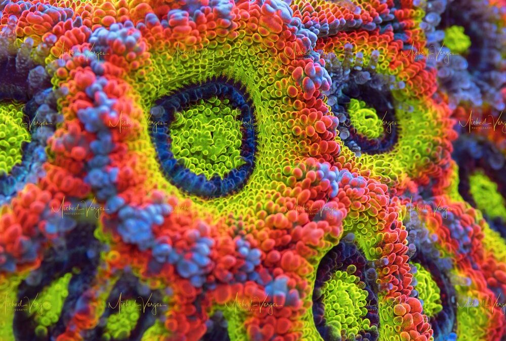 2022 Reefs.com App Updates