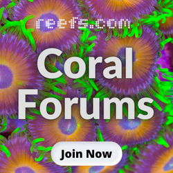 Coral Forums