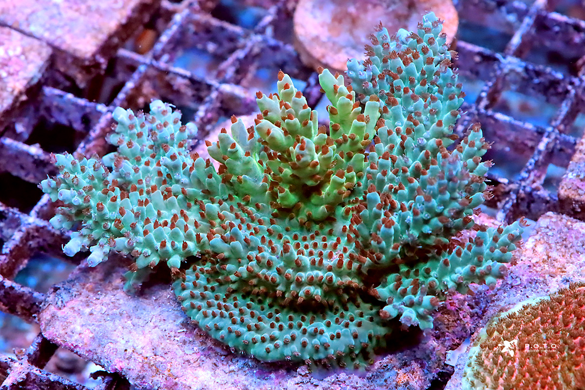 The Benefits of Captive Grown Corals