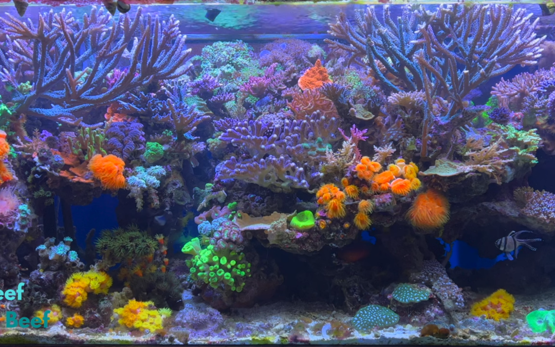 Rich Ross’s Coral Aquarium in 4k with Music