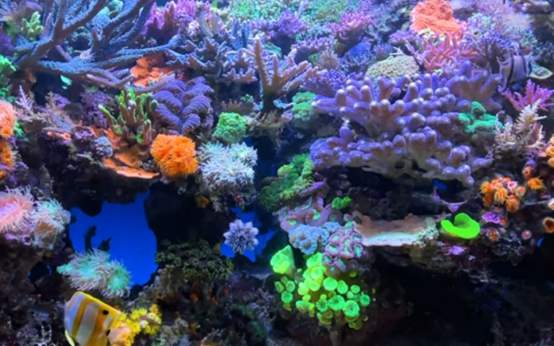 4 Hours of a Coral Reef Aquarium