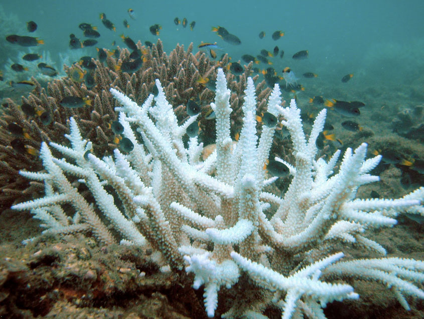 B & W Photos Used to Determine Coral Bleaching Sensitivity
