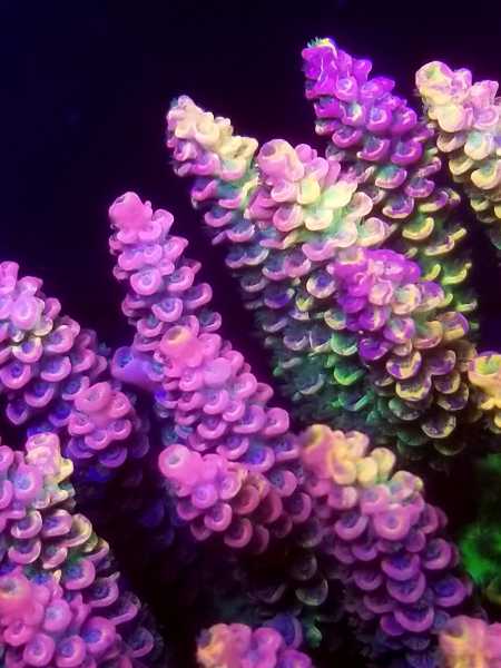 rainbow graft