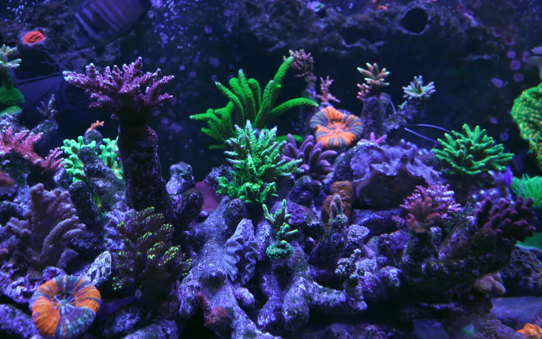 Global Pet Expo 2022 – Saltwater Aquarium – Reefs.com coverage